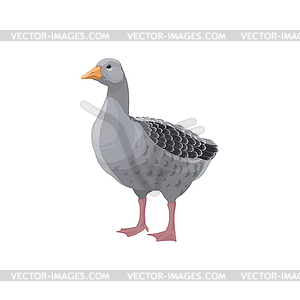 Goose farm grey bird, rural poultry fowl - vector clipart