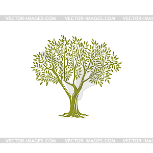 Ствол дерева, зеленая крона с оливковыми листьями - иллюстрация в векторе