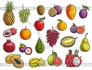 Fruit and berry sketches, exotic and garden food - vector EPS clipart