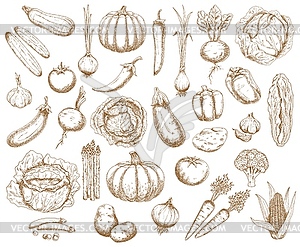 Farm vegetables,greenery and veggies sketch - vector clip art