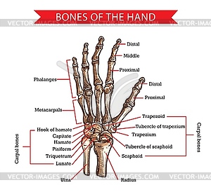 Hand and wrist bones, human anatomy sketch - vector clip art