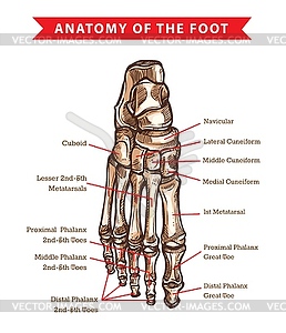 Эскиз анатомии костей стопы человека - изображение векторного клипарта