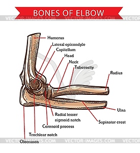 Human anatomy elbow bones, sketch - color vector clipart