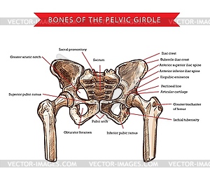 Скелет сзади с названиями костей | Human bones anatomy, Anatomy bones, Human anatomy and physiology