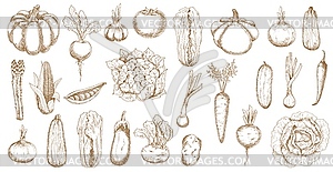 Farm veggies, greenery and vegetable sketch - vector image