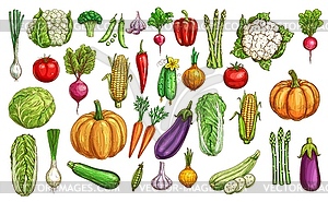 Farm vegetables and greenery color sketches - vector clipart