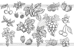 Sketch berries icons, labels set - vector clipart