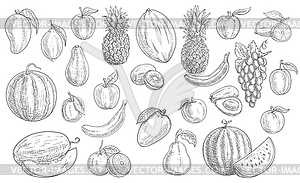 Sketch fruits icons, tropical set - vector image