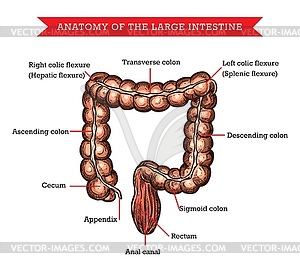 Large intestine anatomy sketch medic aid - vector clipart