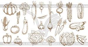 Fresh farm vegetable sketches, veggie food - vector clipart