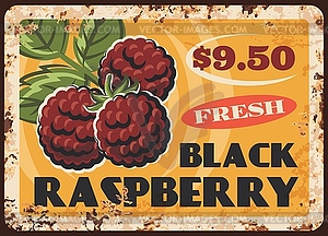 Black raspberry rusty plate, vintage card - vector image