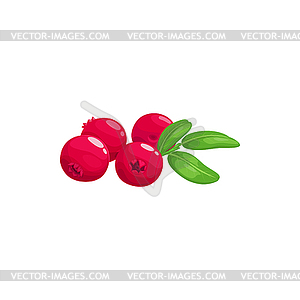 cranberry vector