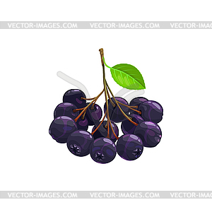 Black chokeberry berries fruits food garden forest - vector image