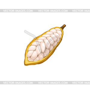 Cocoa bean, chocolate and cacao tree plant food - vector image