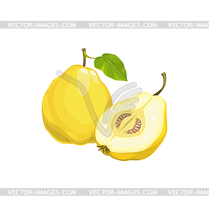 Quince apple fruit, tropical exotic fruits food - vector clip art