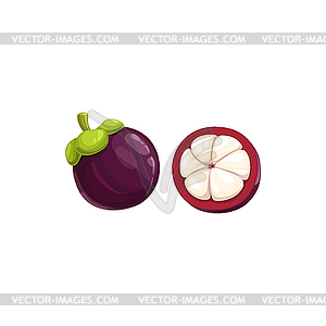 Mangosteen fruit, tropical exotic fruits food - vector clipart