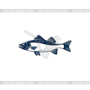 Barred sand bass sea fish, potato cod - stock vector clipart