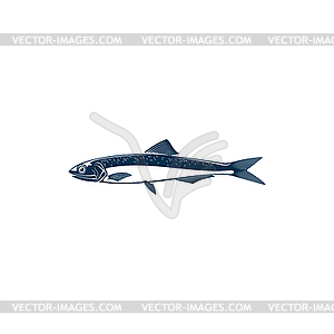 Small shoaling fish anchovy Anchoa icon - vector clipart