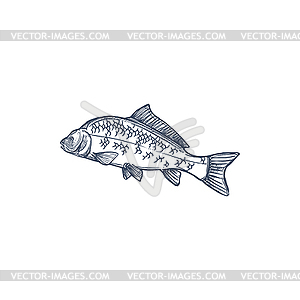 Fish, common carp sketch icon - vector image