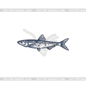 Anchovy small forage fish sketch drawing - vector clipart