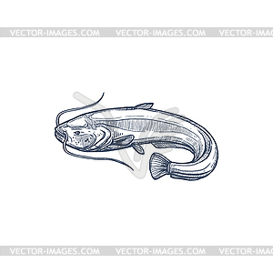 Catfish or sheatfish ray-finished fish - vector image