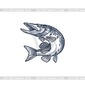 Atlantic salmon ray-finned fish, Salmonidae icon - vector clipart