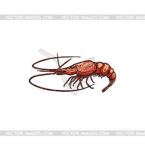 Prawn shrimp marine animal sketch - vector image