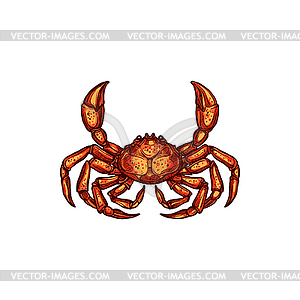 Marine crab sketch, monochrome nautical animal - vector image