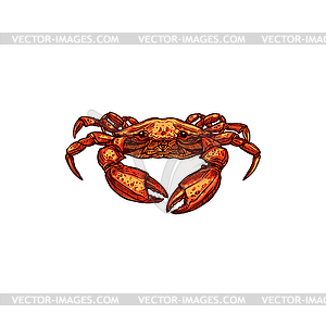 Crab sketch marine animal - vector clipart