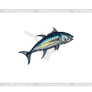 Tuna, thunnini, bullet atlantic bluefin tunny fish - vector clipart