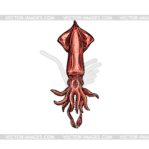 Squid mollusca Cephalopoda Pholidoteuthis - vector clipart