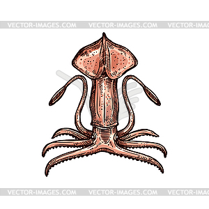 Squid mollusca Cephalopoda Pholidoteuthis - vector image