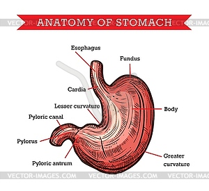 Human stomach anatomy, sketch medicine aid - stock vector clipart