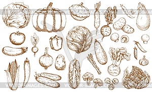 Farm vegetable, greenery and veggies sketches set - vector clipart
