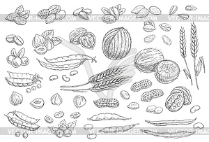 Nuts, cereal grains sketch icons cashew and almond - vector clip art