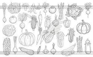 Овощи эскиз иконы, овощи урожая еды фермы - векторное графическое изображение