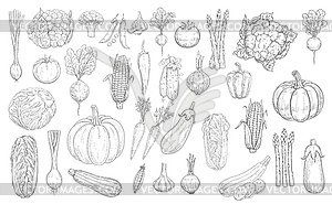 Vegetables sketch icons, farm food harvest veggies - vector clipart