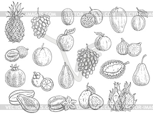 Sketch fruits icons, tropical set - vector clipart