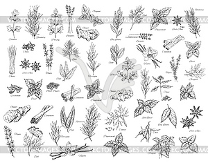 Spices, cooking herbs and seasonings sketch - vector clipart