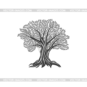 Olive tree icon, leaves, branches, olive oil food - vector clipart