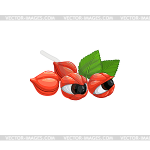 Superfood guarana red berries and green leaves - vector image