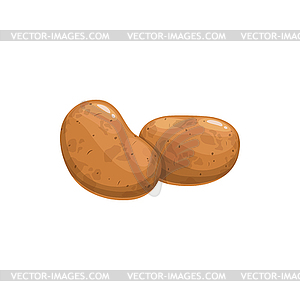 Two tubers potato realistic sweet bulbous - vector clipart