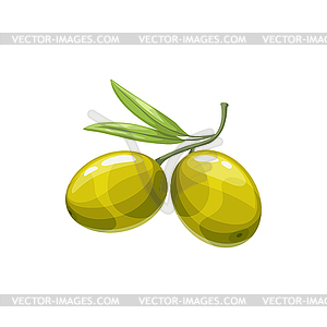 Green olive berries on stem with leaf, ingredient - vector clip art