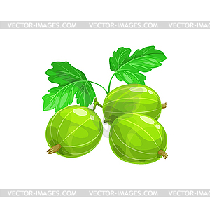 Green gooseberry berries fruits with leaf - vector image