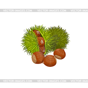 American chestnut edible super food snack - vector image