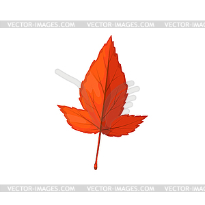 Autumn leaf icon, hawthorn tree, forest foliage - vector image