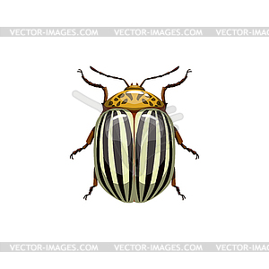Colorado beetle, insect parasite bug pest control - vector clipart