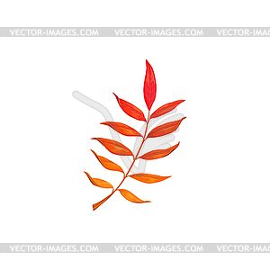 Autumn leaves, fall tree red foliage of ash, rowan - color vector clipart