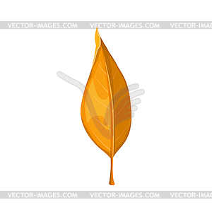 Autumn leaf yellow, fall orange leaves - vector clip art