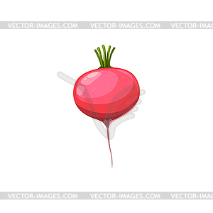 Fresh radish vegetable plant, ingredient - vector image